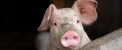 FBI Arrests Three in Pig Butchering Crypto Scam Tied to $13M Fraud Scheme