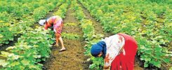 AI to power Maharashtra Agriculture for higher yield