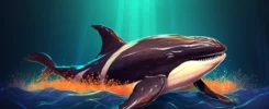 Cardano Whales Scoop Up 150M ADA, What Happened?