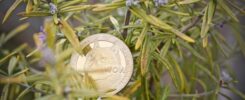 Analyst Sets $5 Target For The Dogecoin Price If This Happens