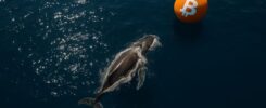 Bitcoin whale accumulates $356.6M in BTC