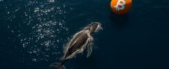 Over 10,000 Bitcoin bought by whales in last 24 hours