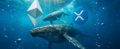 While Ethereum whales rotate, XRP data shows a fatal concentration flaw that leaves one group holding the bag.