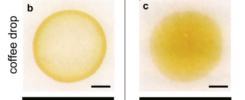 Suppression of the coffee-ring effect by sugar-assisted depinning of contact line