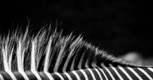 Juventus owner rejects acquisition offer from Tether